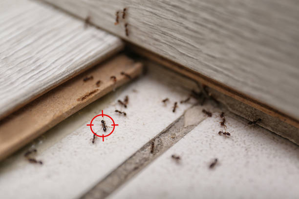 Wildlife Control Services in Tahoe Vista, CA