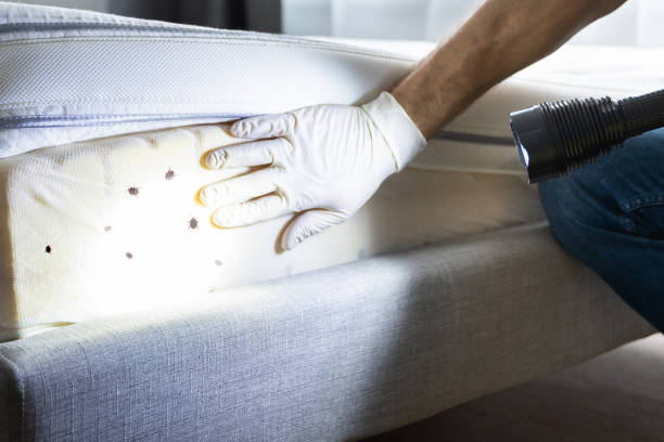 Best Bed Bug Extermination  in Tahoe Vista, CA