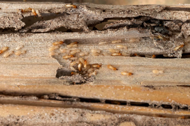 Pest Prevention Services in Tahoe Vista, CA