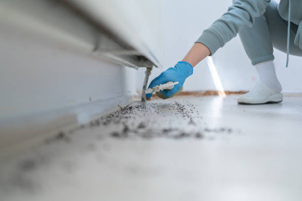 Reliable Tahoe Vista, CA Pest Control Solutions
